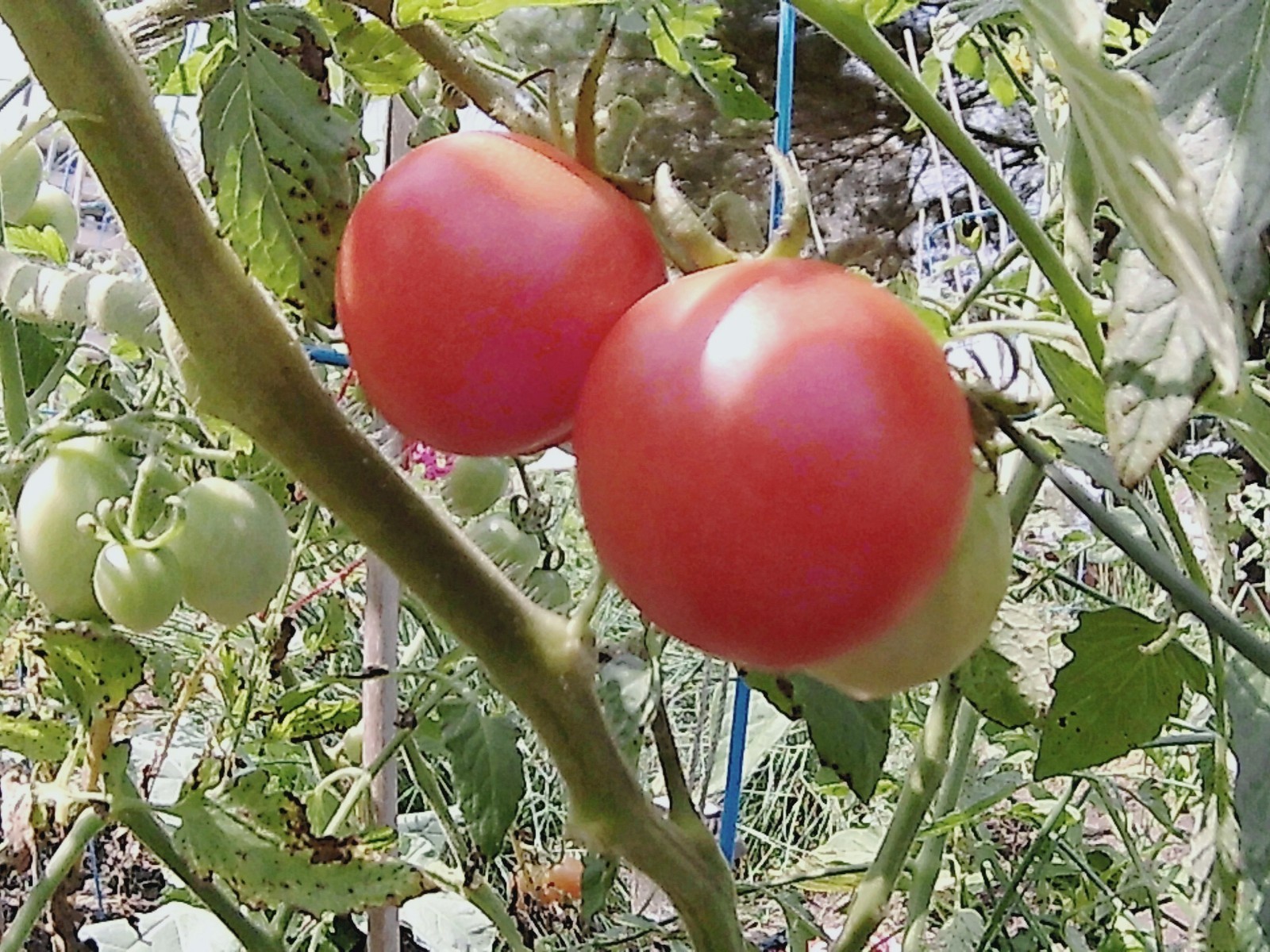 *NEW* ORGANIC PINK PRINCESS CHERRY TOMATO 20 FRESH SEEDS SWEETEST *FRESH 2023*