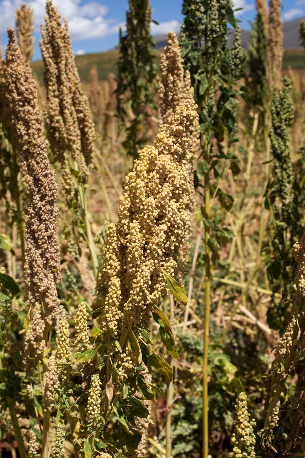 100 Organic PEPPERMINT QUINOA Grain Chenopodium Quinoa White Green – White Seeds