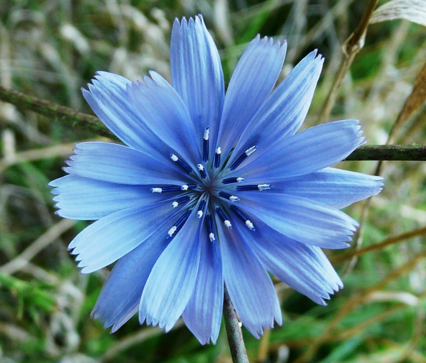 Wild Chicory Wildflower ~ 100 Organic seeds – Free shipping – US seller.