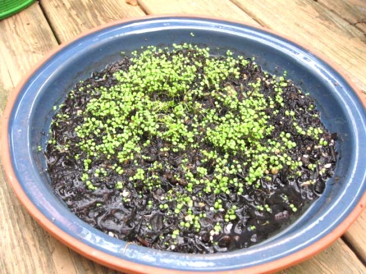 2000+WATERCRESS Seeds Organic Non Gmo Container Indoors Shade Garden Herb Easy