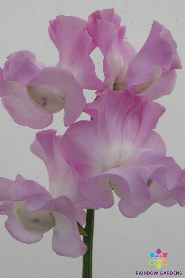 50+ Lilac Romance Sweet Pea Seeds for Garden Planting – USA – FREE SHIPPING!
