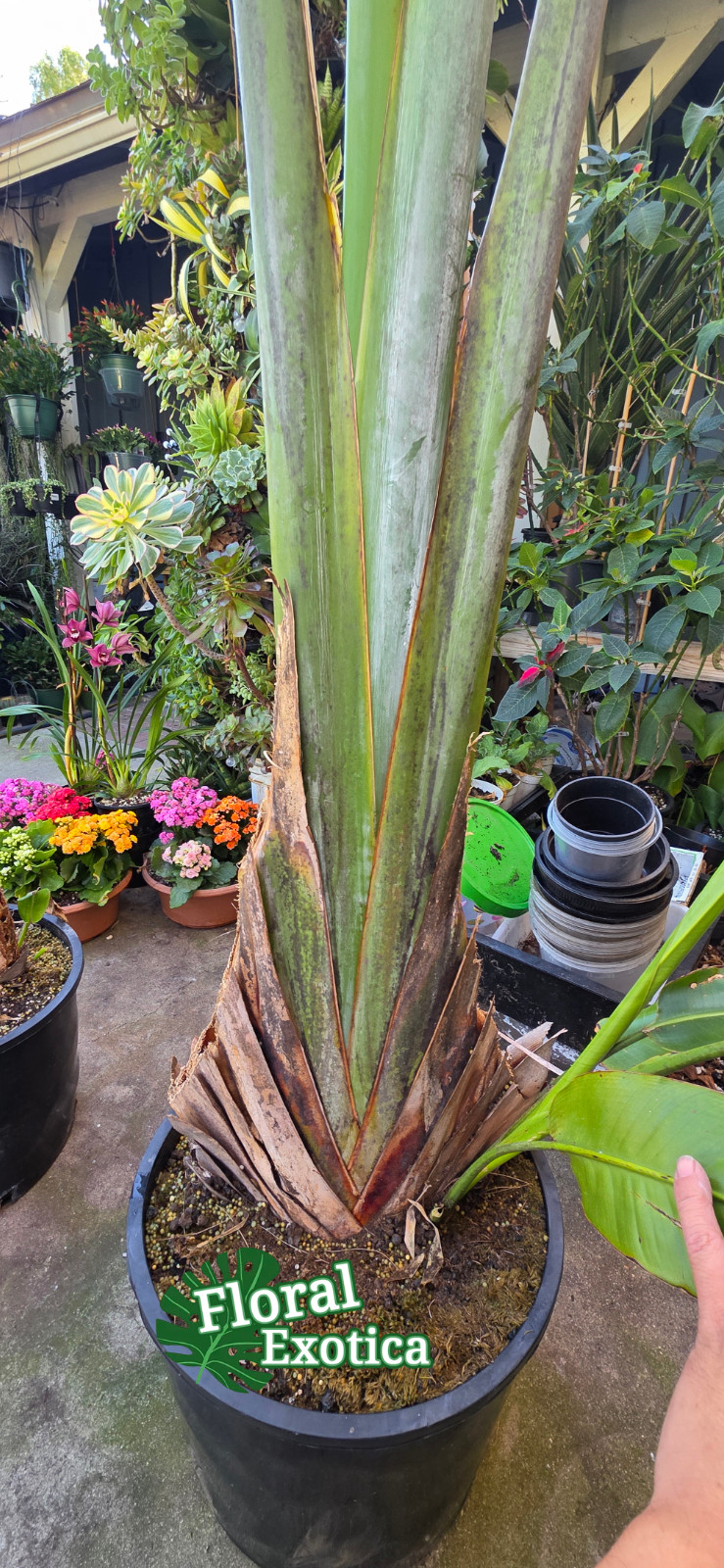 TRAVELERS PALM TREE – Ravenala madagascariensis – Large Plant No Seeds – Pick up