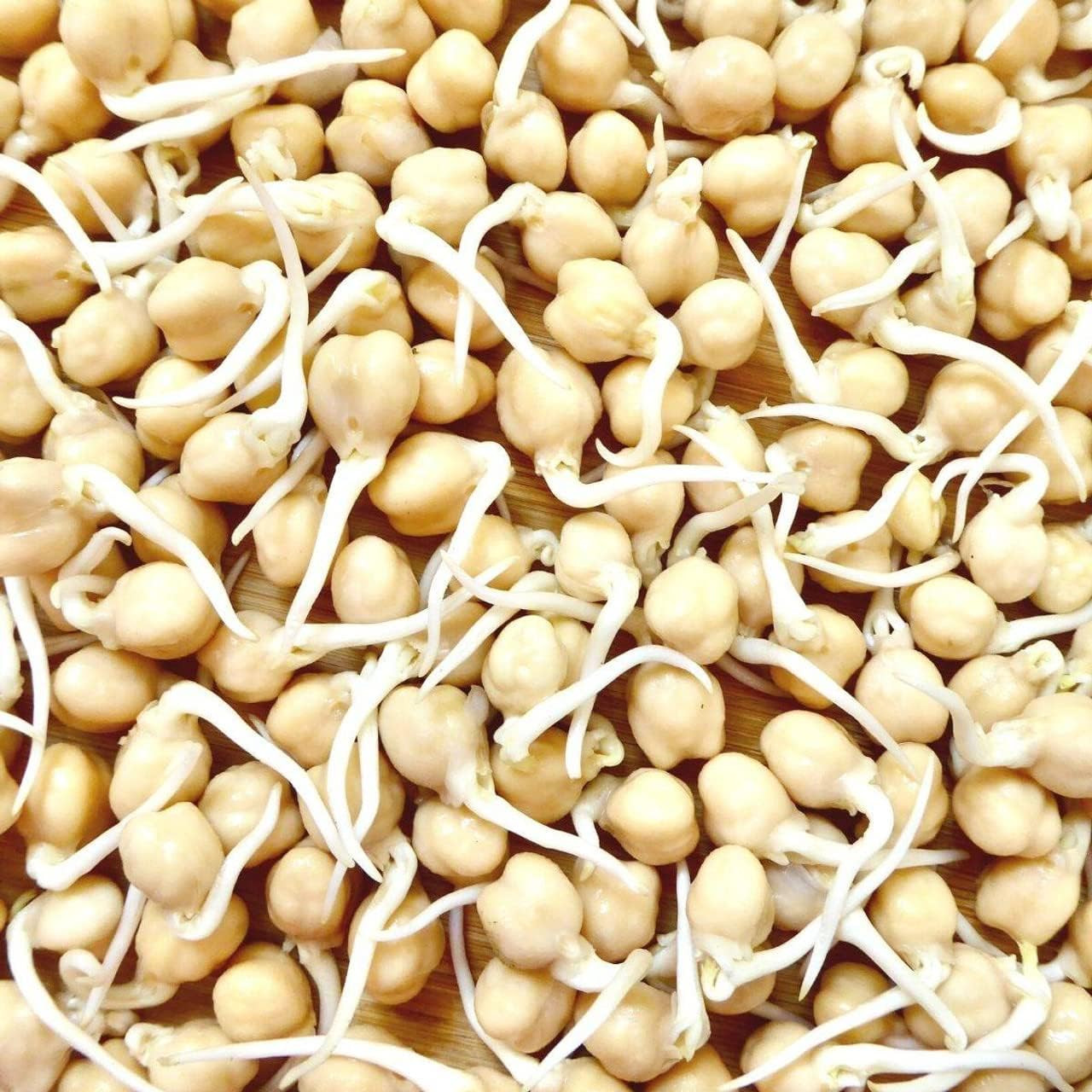 Sprouting Garbanzo Beans, Non-GMO, , High Germination (1/4 Pound)