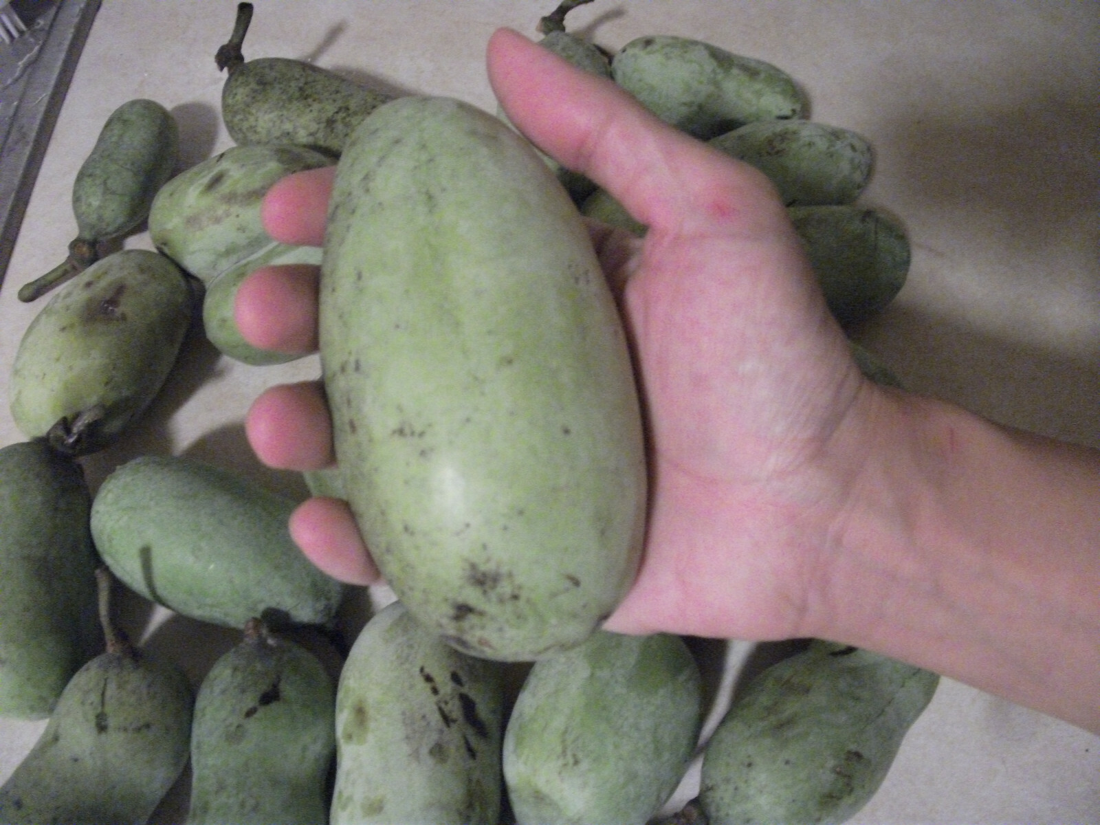 Pawpaw Tree Seed (Asimina triloba) fresh 2023 ~Paw Paw ~ 6 to 1200 seeds
