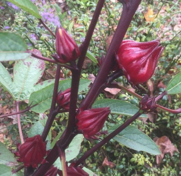 Hibiscus sabdariffa | Yellow Flower | Roselle | Karkadeh | Pundi Palle | 10 Seed