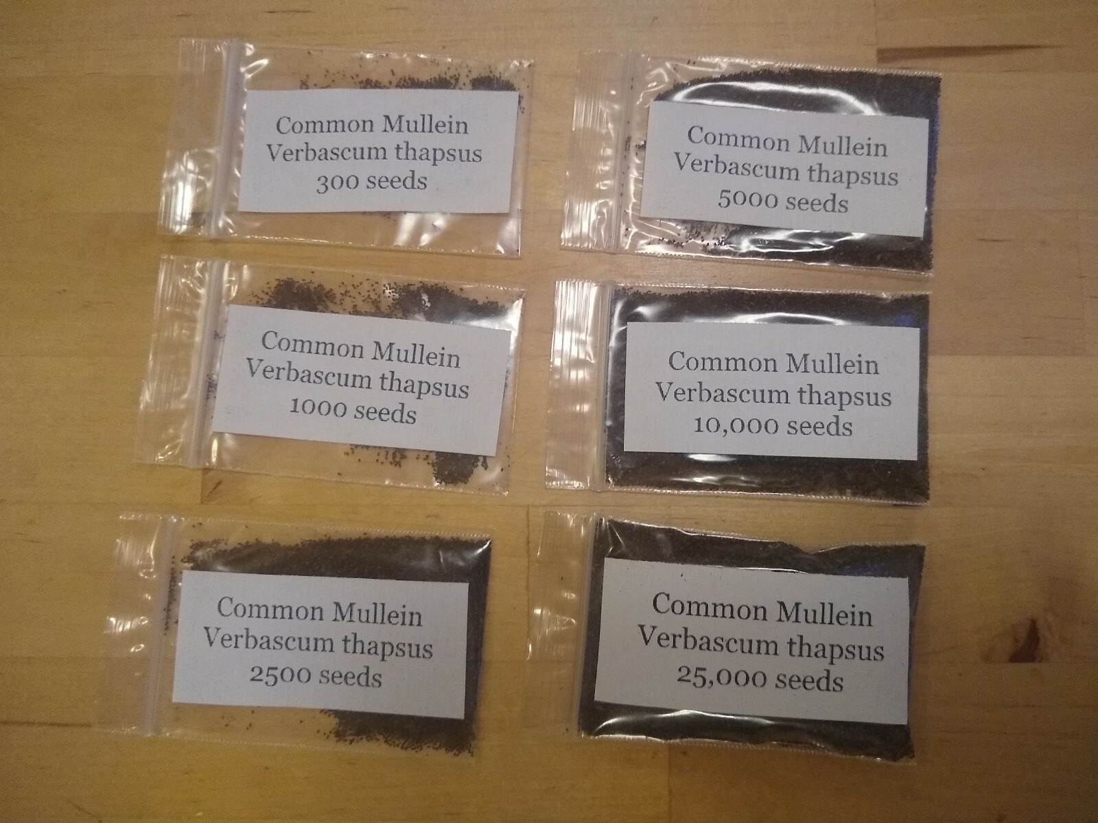 Common Mullein Seed ~ Verbascum thapsus ~ 300 to 200,000 seeds ~ 4 ounce bulk