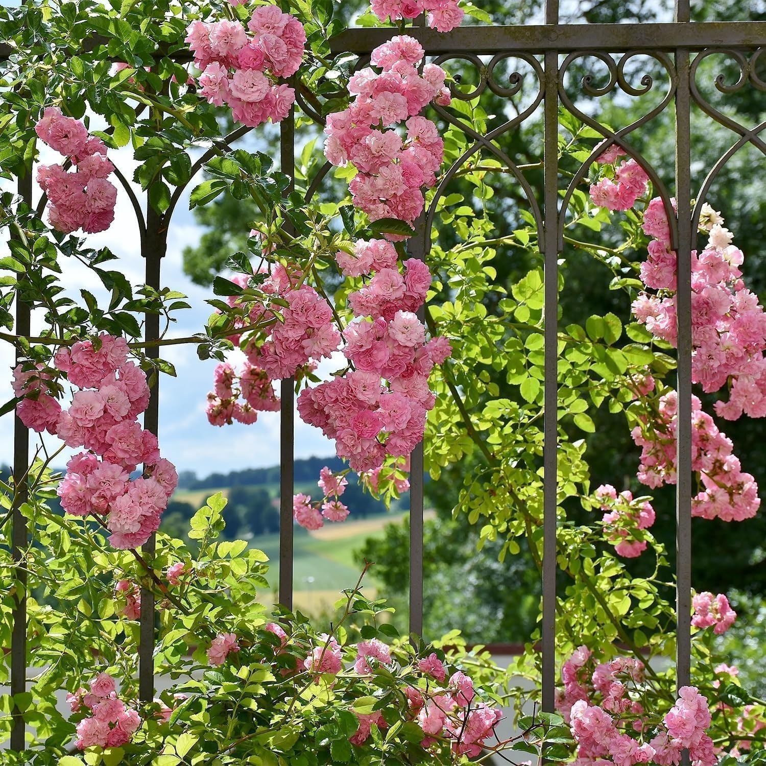 Pet-Friendly Pink Climbing Rose Seeds – 150+ Heirloom Plants for Spring