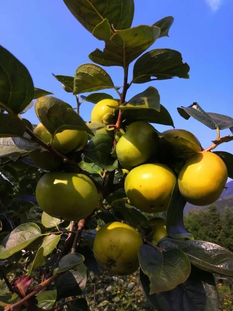 100 Pcs Japanese Persimmon Tree Seeds, Fuyu Persimmon Fruit Seed for Planting