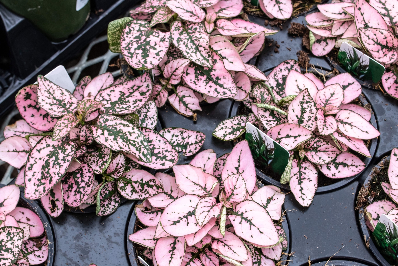 10 Dwarf PINK POLKA DOT PLANT Splash Select Hypoestes Phyllostachya Flower Seeds