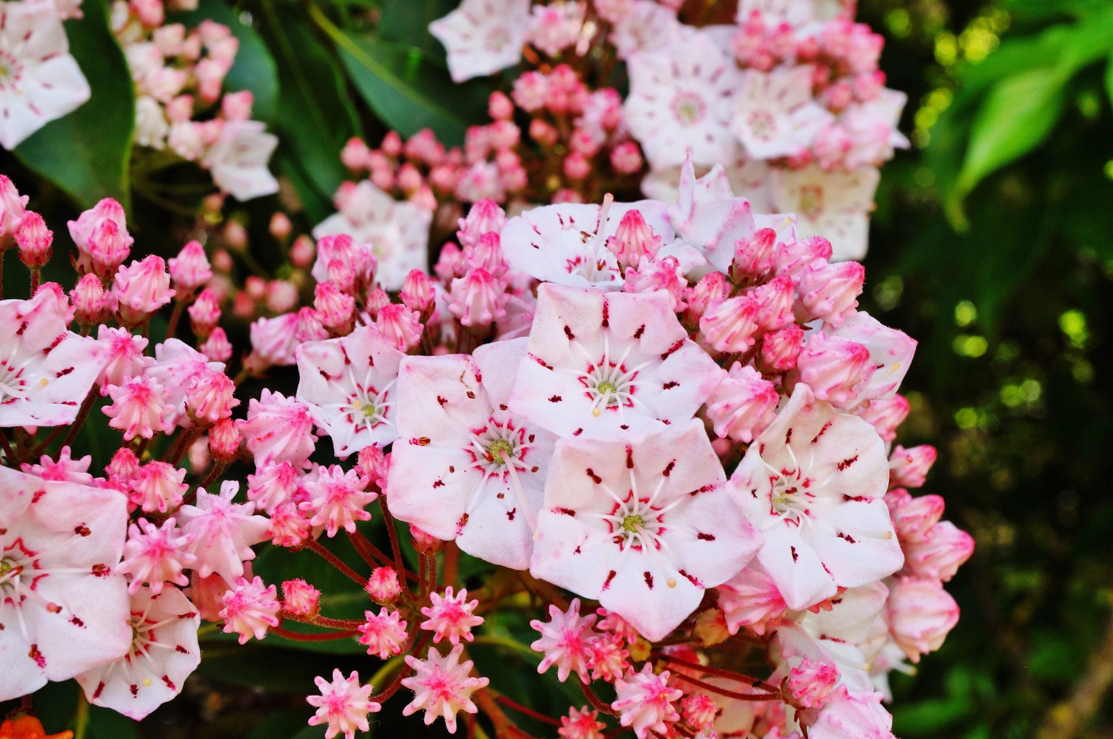 50 MOUNTAIN LAUREL White Pink Red Kalmia Latifolia Shrub Bush Seeds