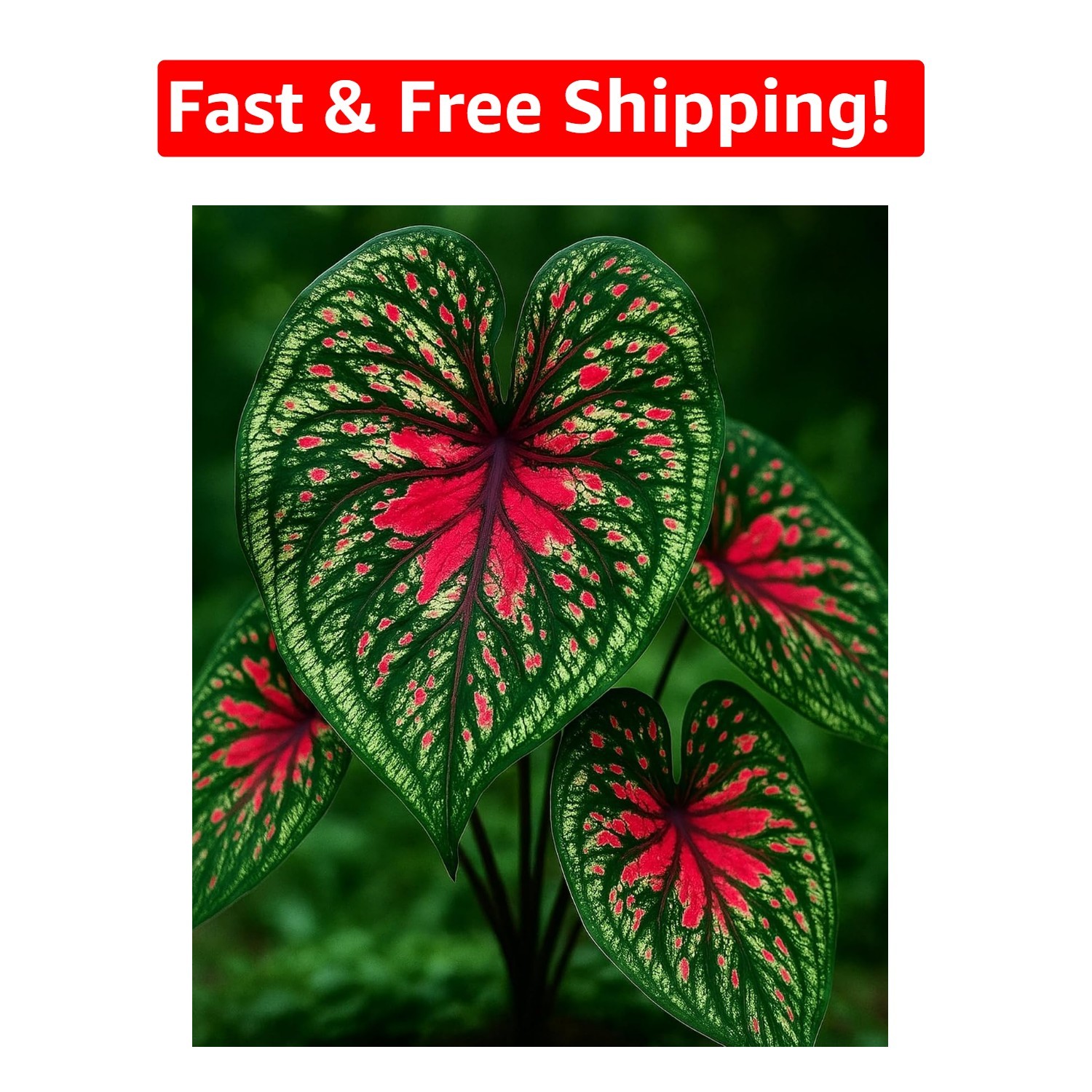 Two Spicy Lizard Caladium Bulbs – Vibrant Tropical Foliage for Indoor & Garden