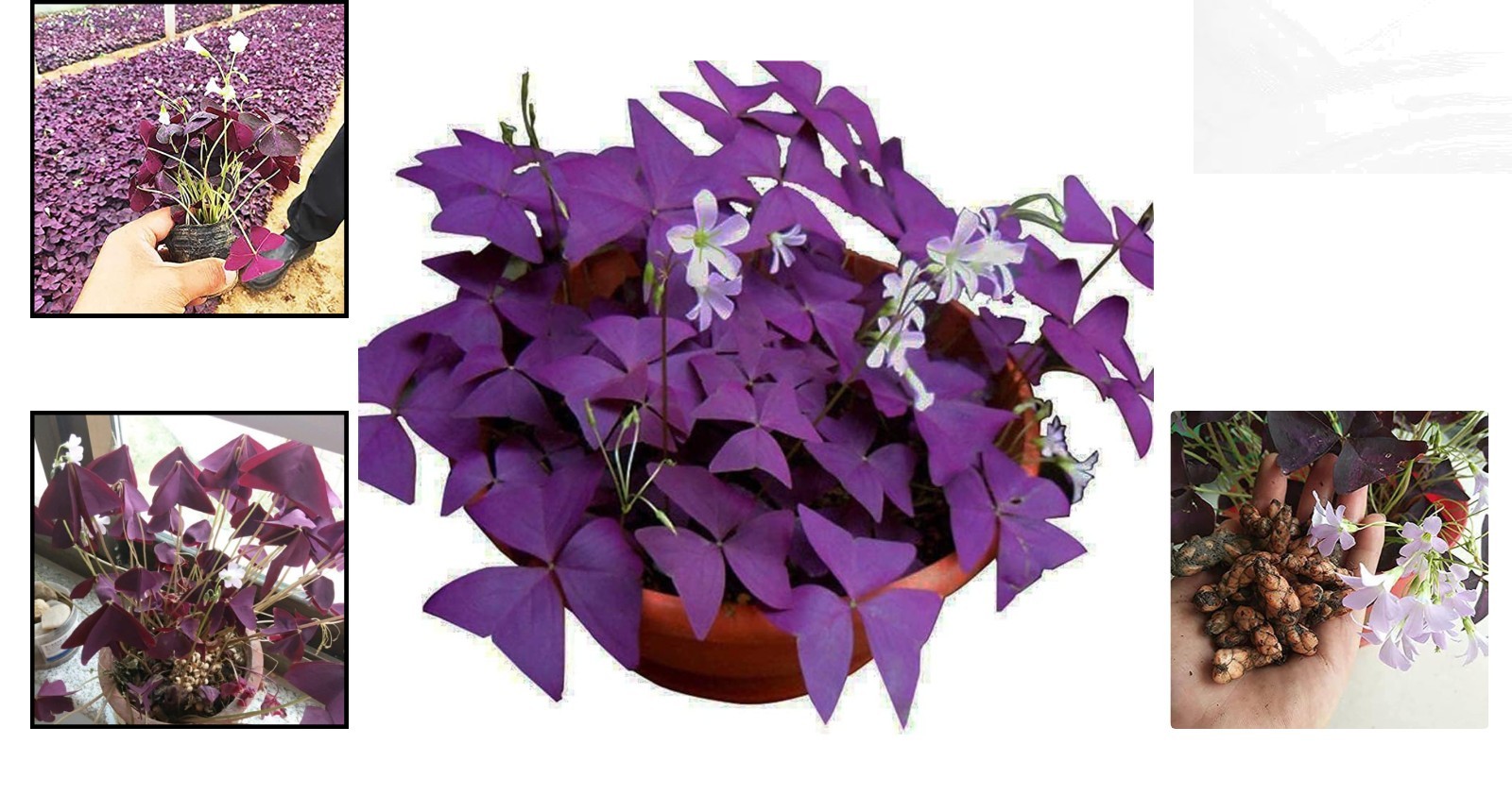 Vibrant Purple Shamrock Bulbs – 10 Oxalis Triangularis for -Round Delight