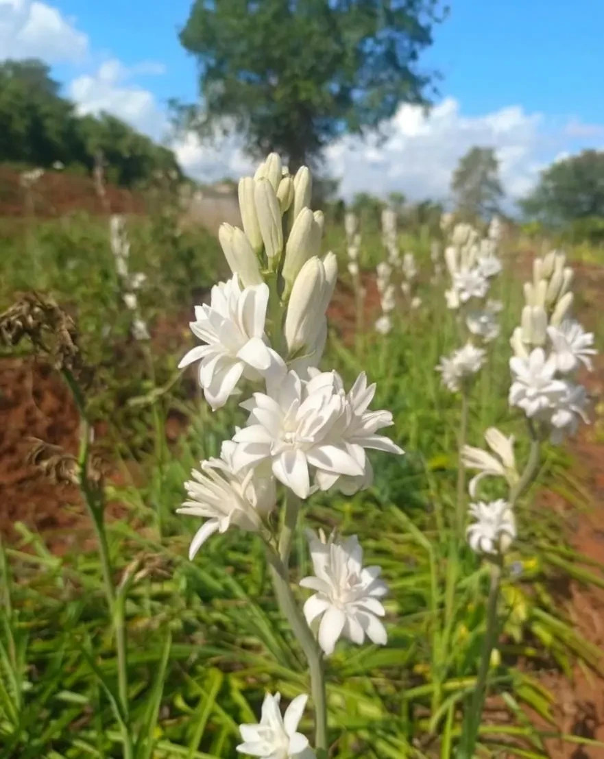 3 New! Large Double White Mexican Tuberose Polianthes Lily Fragrant