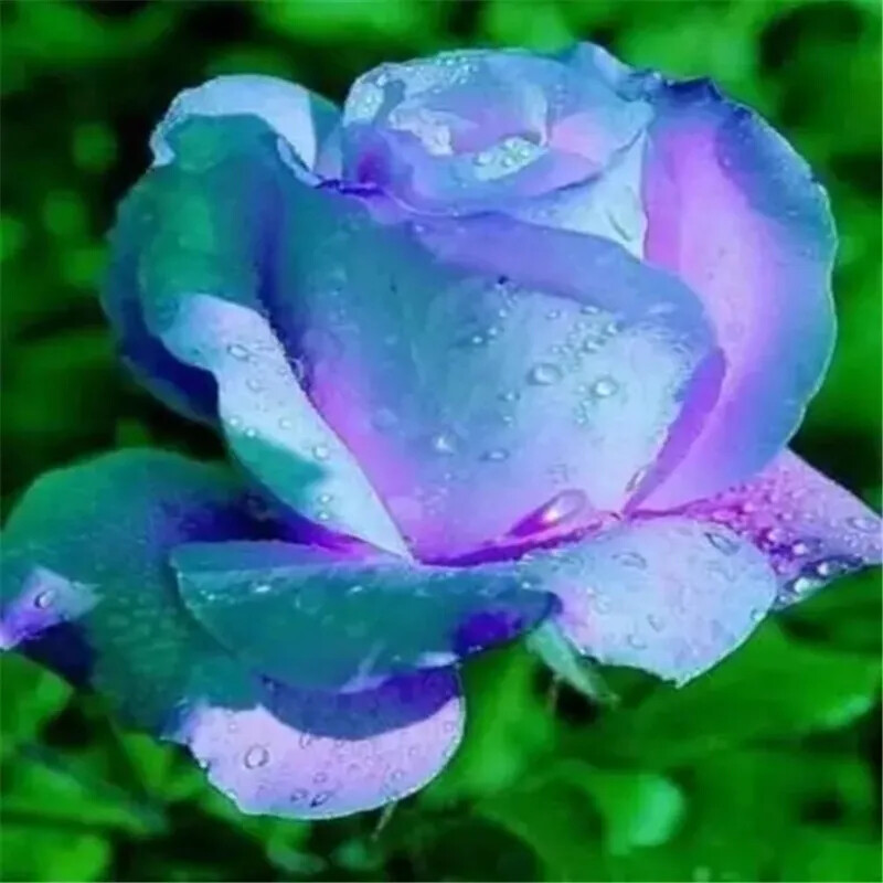 20 ROSE FLOWER SEEDS rare exotic plant garden for stratification/germination