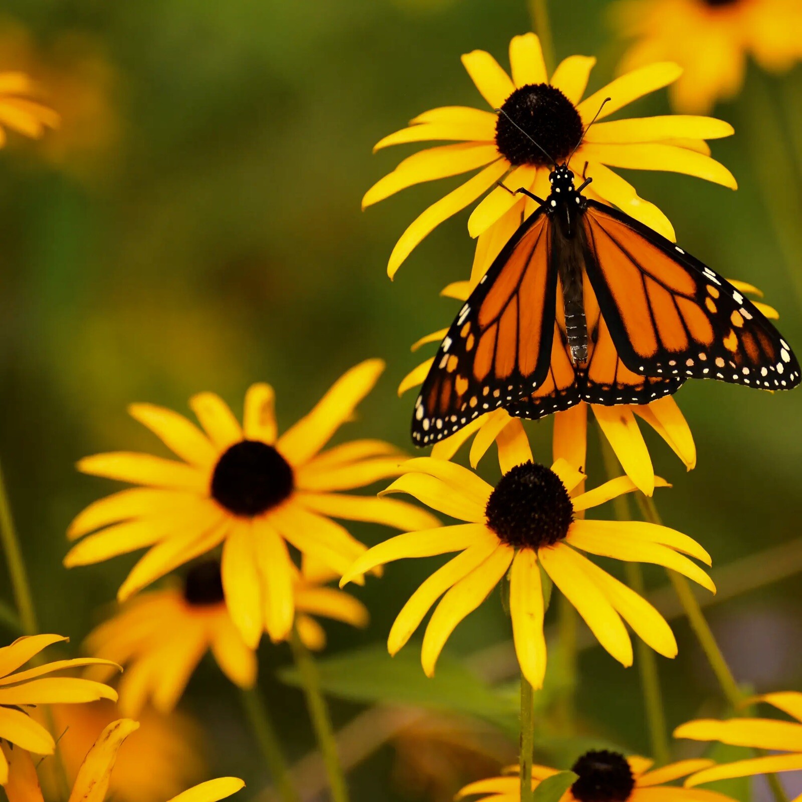 500 + Rudbeckia Seeds- Black Eye Susan . Perennials. Beautiful! Flowers !