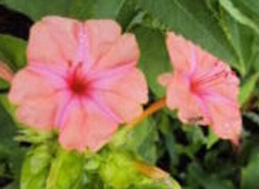 Mirabilis jalapa Salmon Sunset | Four OClock | Marvel Peru| 5_Seed
