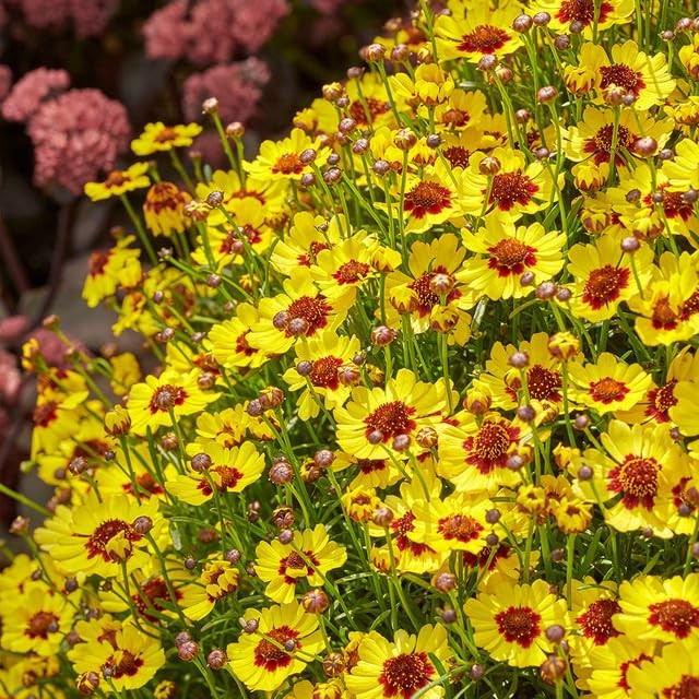 5000+ Coreopsis Plains Wildflower Seeds – Vibrant Golden Yellow Blooms, Droug…