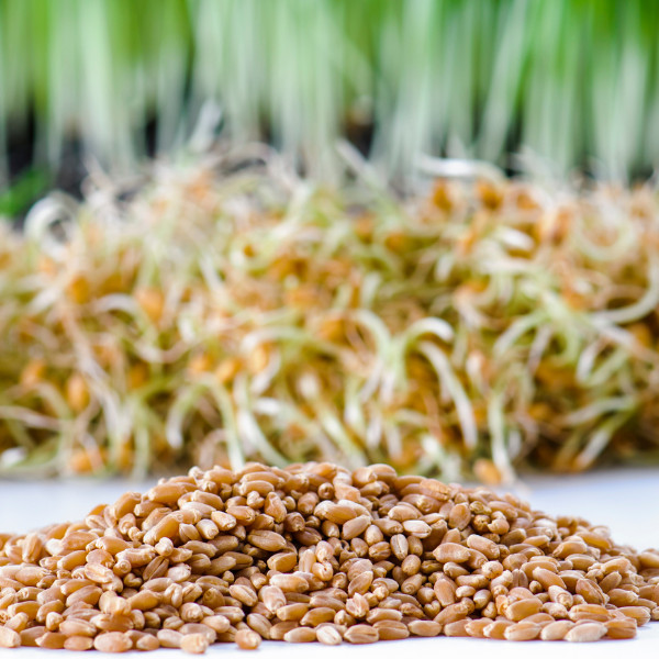 BULK Organic Wheatgrass Seeds Hard Red Winter Wheat Berries 5-Pounds, USA