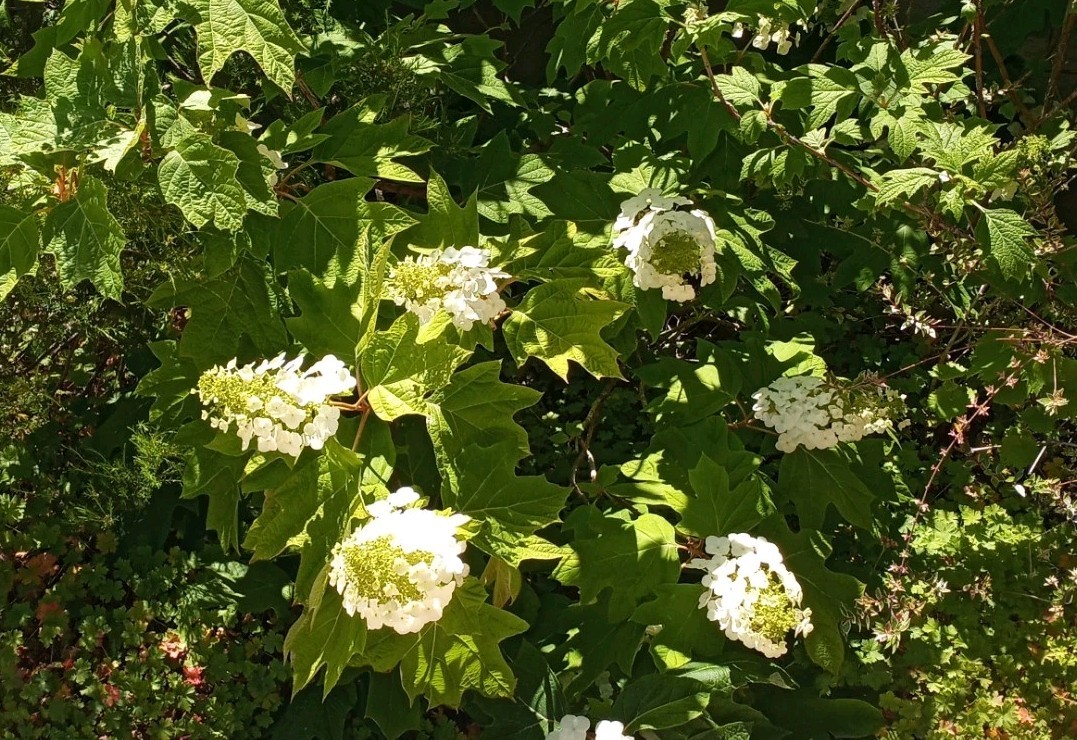 Oakleaf Hydrangea, Hydrangea Quercifolia 100 Seeds Fast Growing, Nice Fall Color