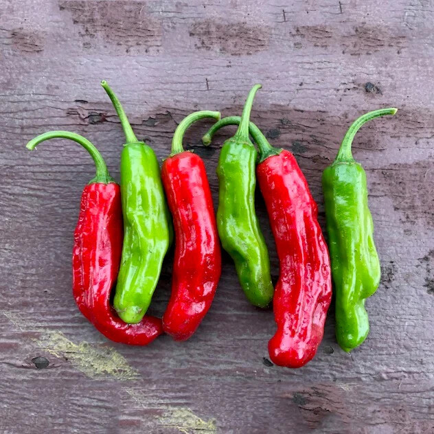 20 SHISHITO PEPPER SEEDS ~ heirloomseedguy ~ 2026 ~ NON-GMO