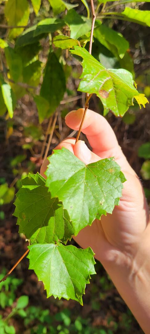 Southern Fox Grape | 25 Seeds | Vitis Rotundifolia | Florida Native | Ecotype