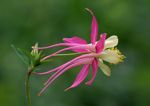COLUMBINE MIX, 202+ SEEDS, ALL KINDS AND COLORS, AQUILEGIA, easy to grow, USA