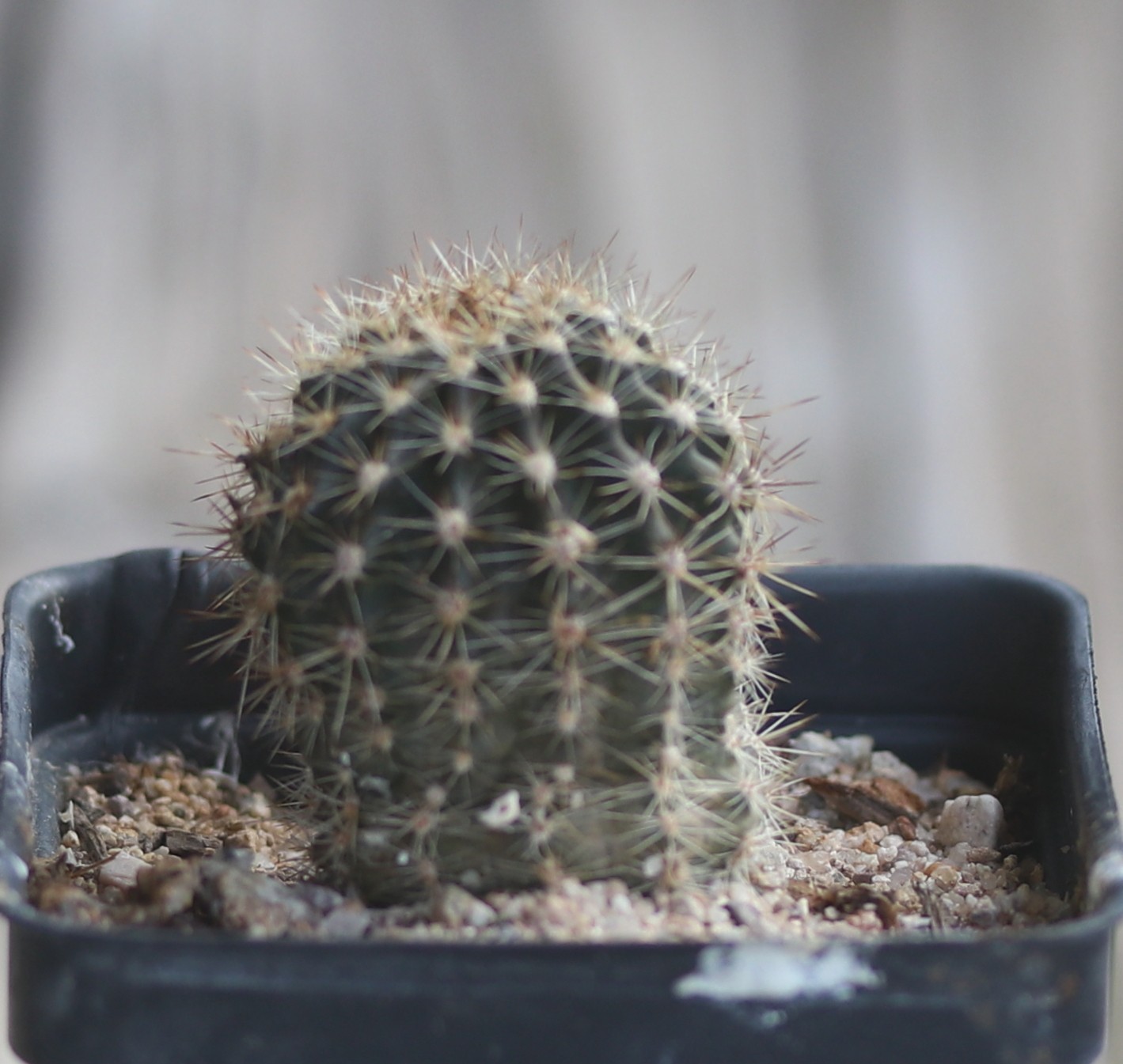 Echinopsis hybrid ‘Maria Piazza’
