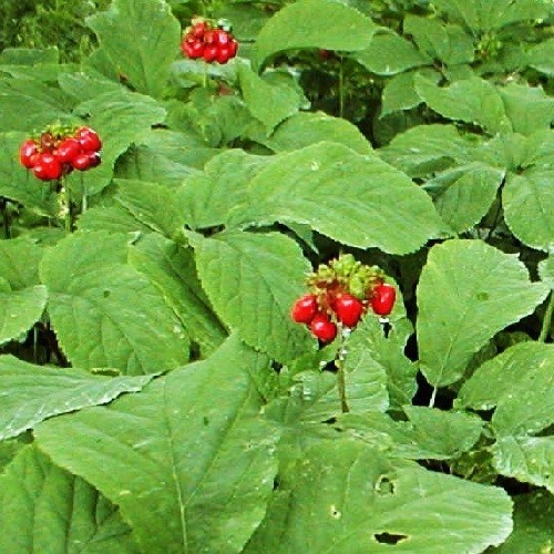 American Ginseng Seeds (Panax quinquefolius) – Fresh Stratified & Ready to Plant