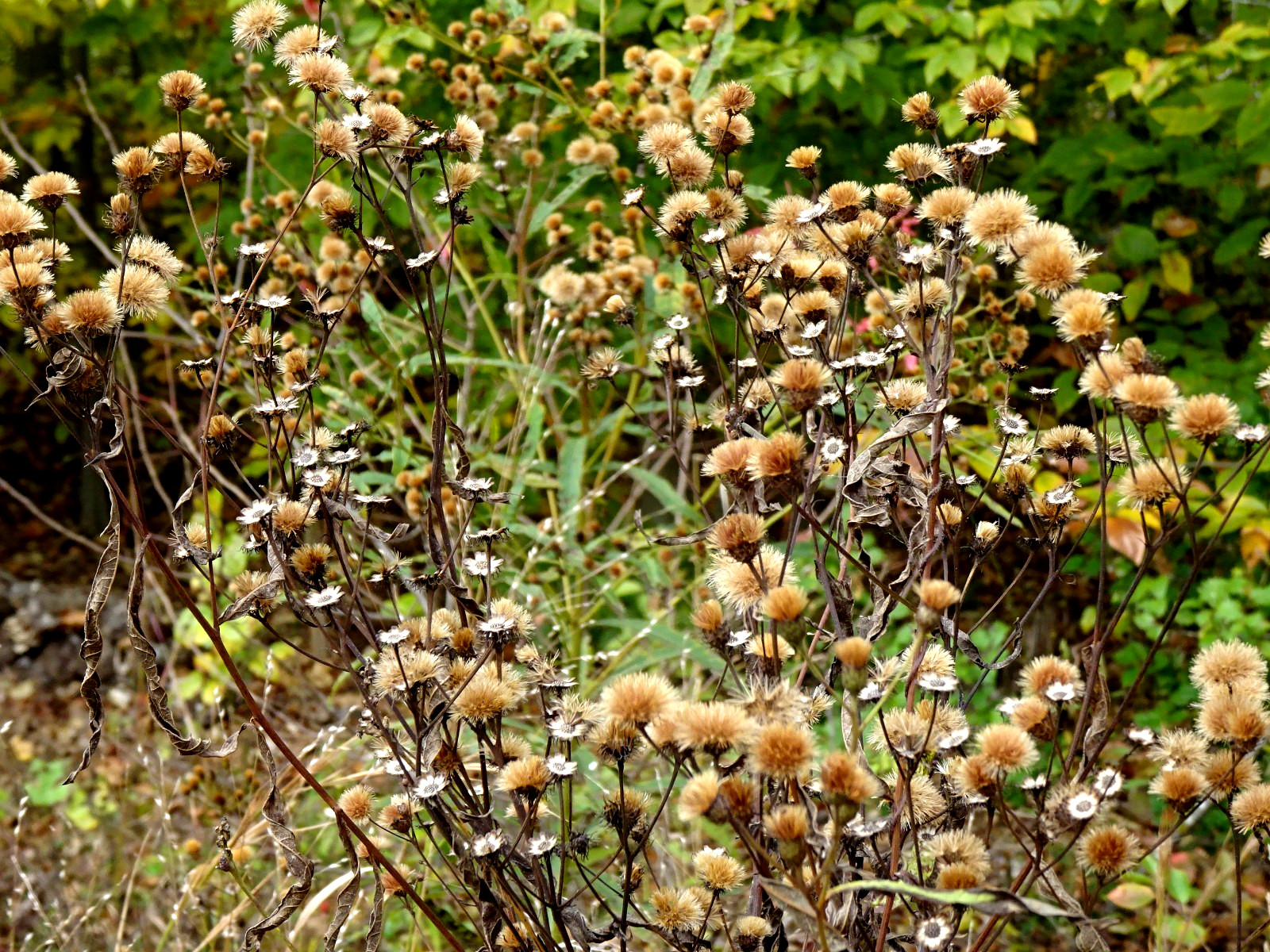 Vernonia noveboracensis New York Ironweed Native Perennial 50 seeds from 2025