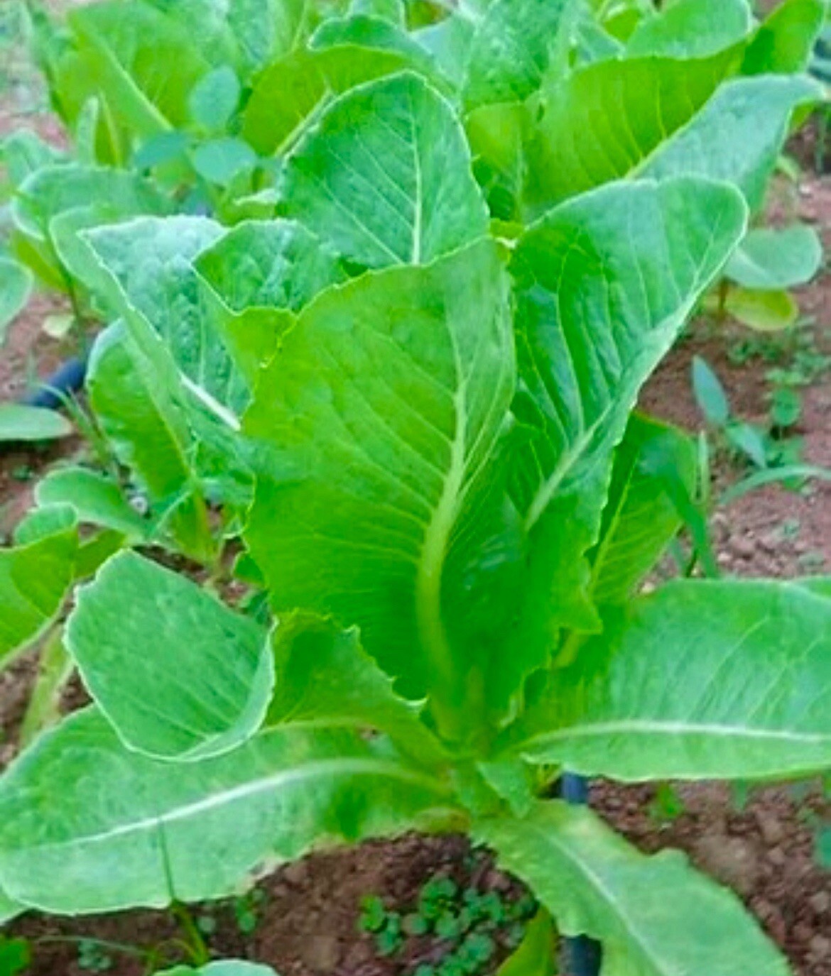 Romaine Lettuce 200+ Seeds, Lactuca Sativa Caesar Salad Green Tower