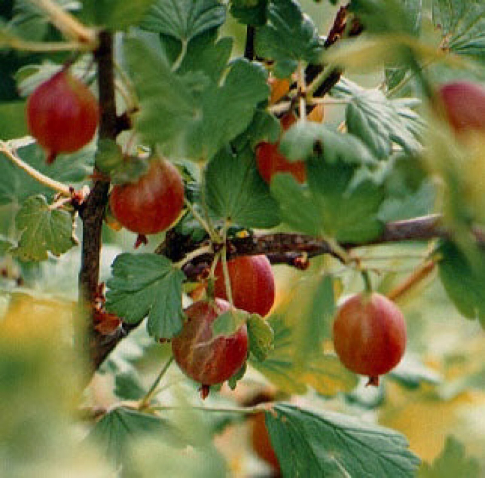 3 to 6 inches tall Jeanne Gooseberry Plant well rooted starter plant