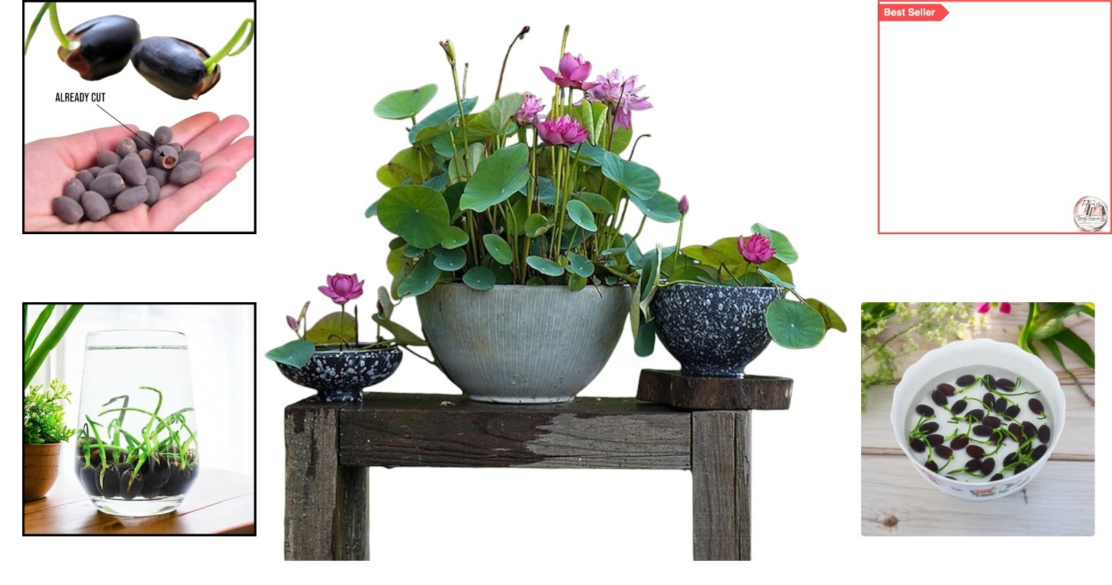Vibrant 12-Piece Lotus Seed Collection for Indoor & Outdoor Water Gardens