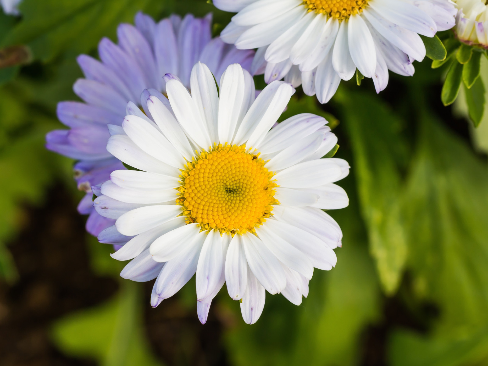 100 Seeds| Shasta Daisy Seeds #N009