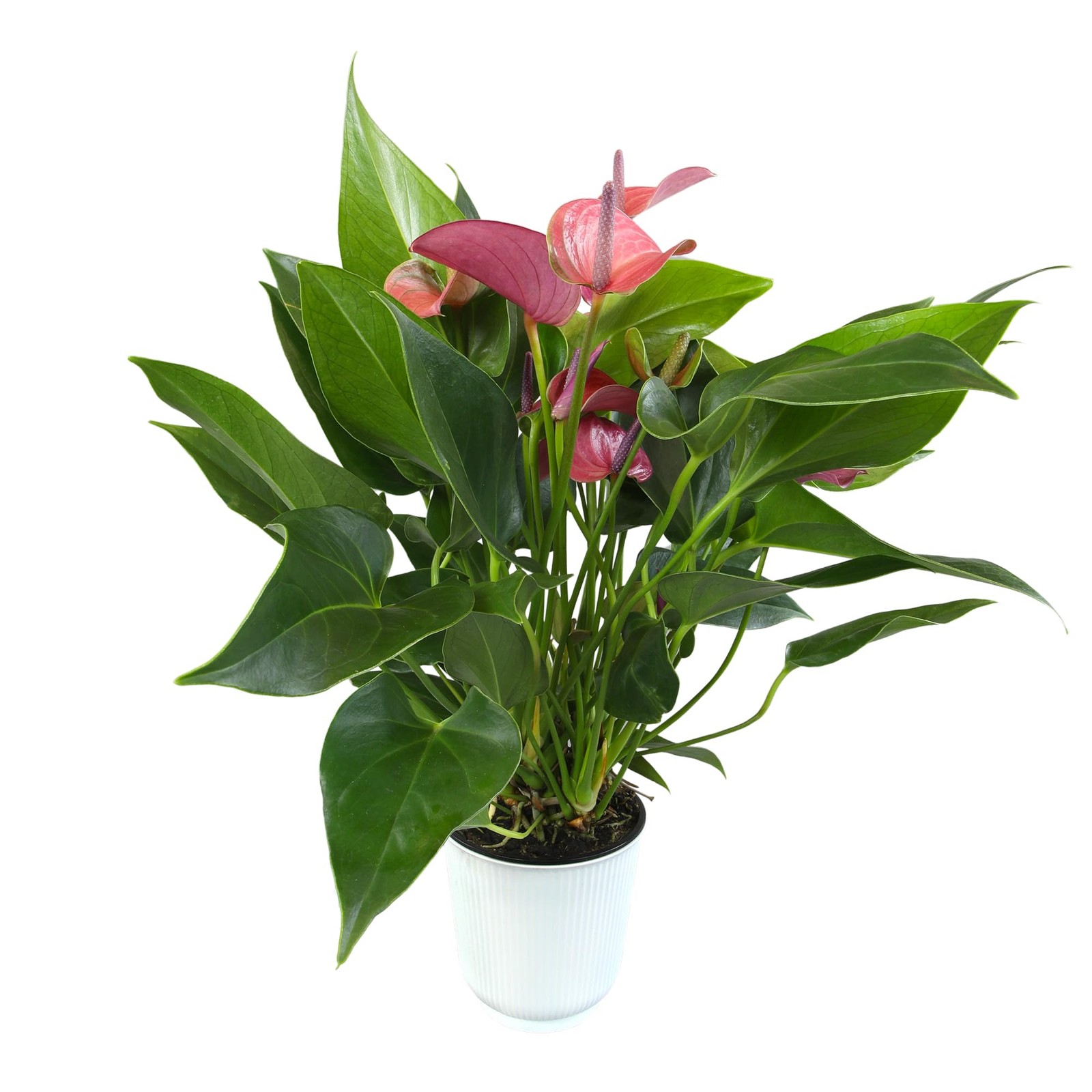 Live Purple Anthurium Plant, Easy Care Flowering Houseplant in 4″ Pot