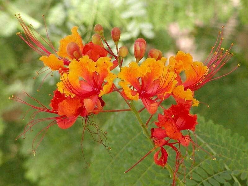 Caesalpinia pulcherrima | Pride-of-Barbados | 10_Seeds