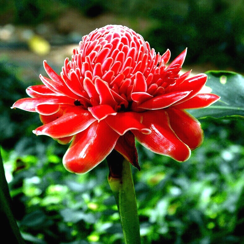 10 RED TORCH Ginger Seeds (Etlingera elatior) Flower Tropical Garden Plant RARE!