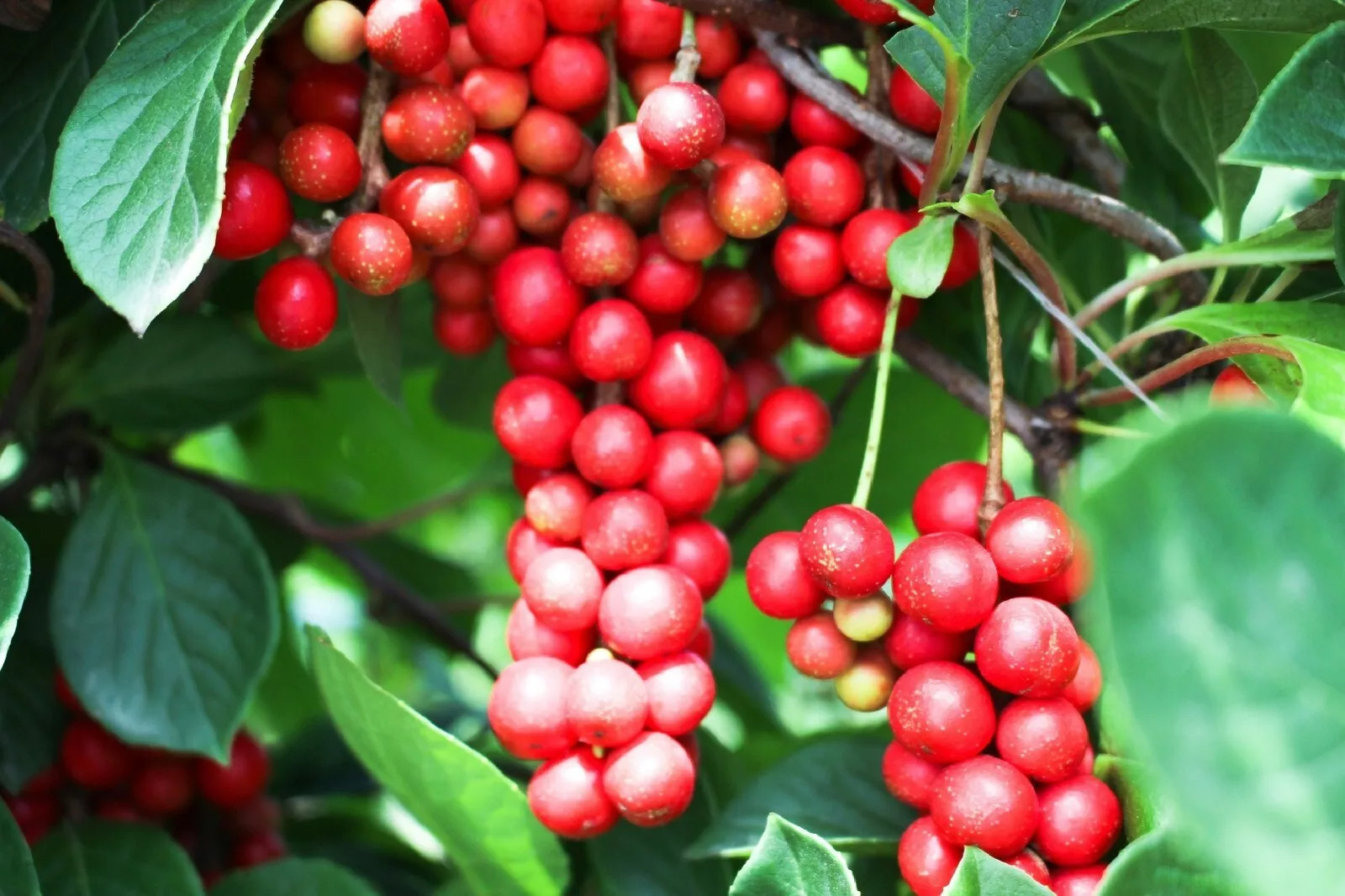 Magnolia vine {Schisandra sphenanthera} Organic 10 SEEDS USA POST