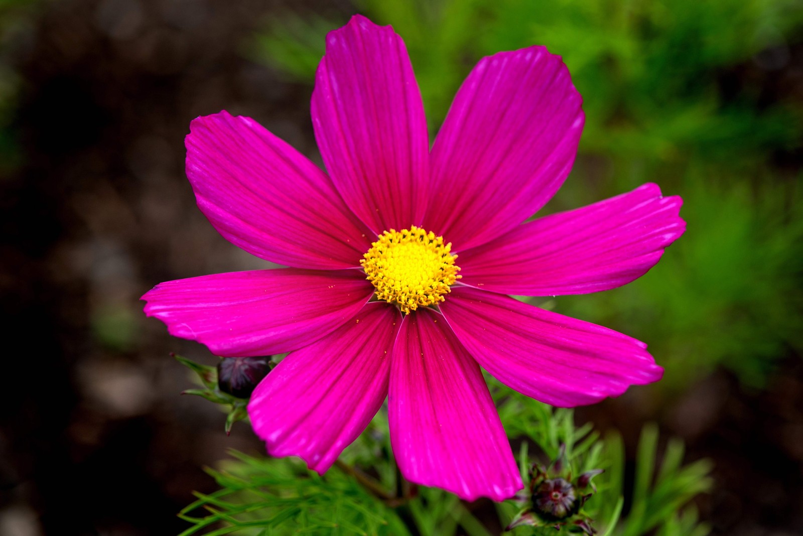 300 Wine Red TETRA VERSAILLES COSMOS Bipinnatus Hummingbird Flower Seeds