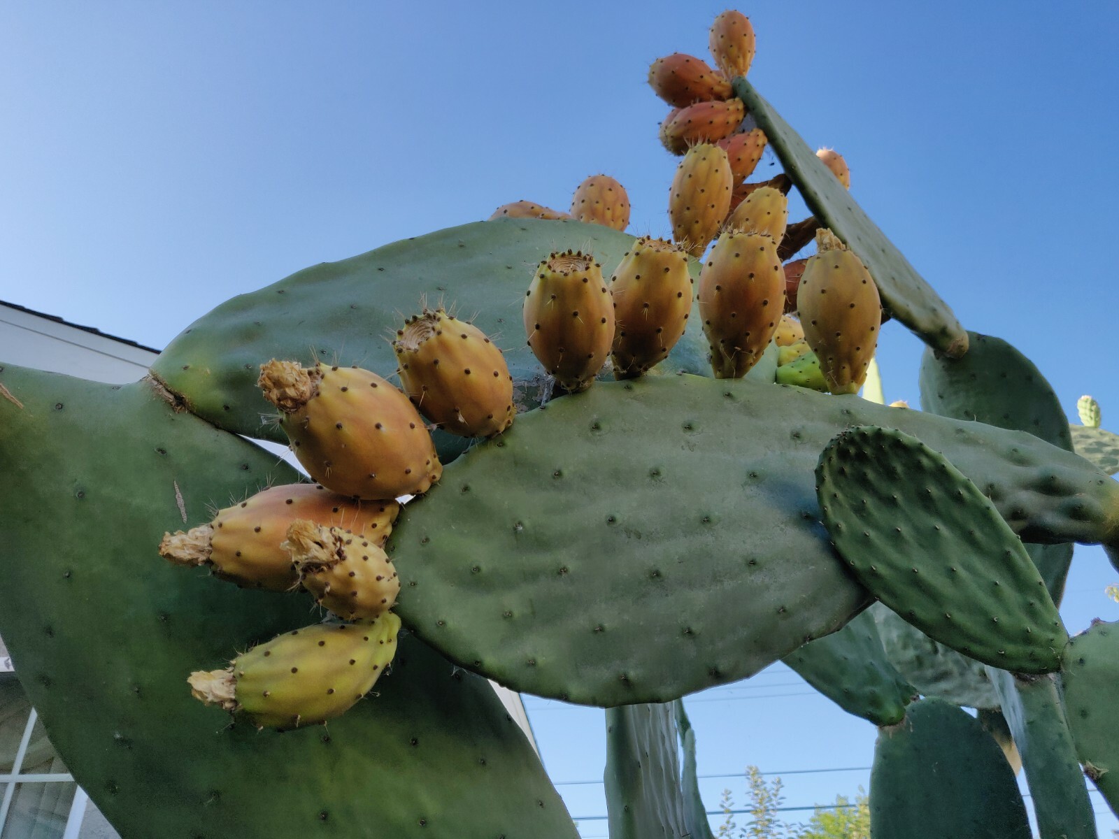 60 Opuntia Prickly Pear Cactus Fruit Tuna Sabra Cactus Organic Seeds Semillas