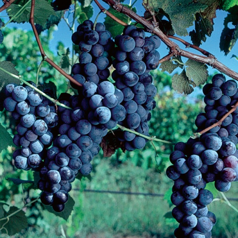3 Purple CONCORD GRAPE Fruit Vine Vitis Labrusca Seeds