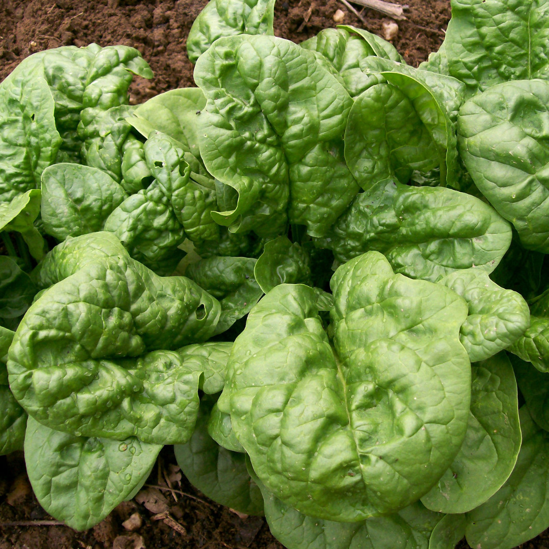 Fresh Premium Bloomsdale Spinach Seeds | Heirloom Non-GMO | Vegetable Seeds