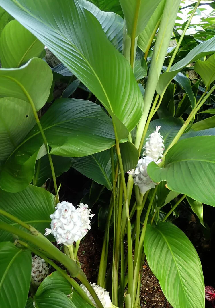 25+ Ice Blue Calathea Seeds for Garden Planting – USA – FREE SHIPPING!