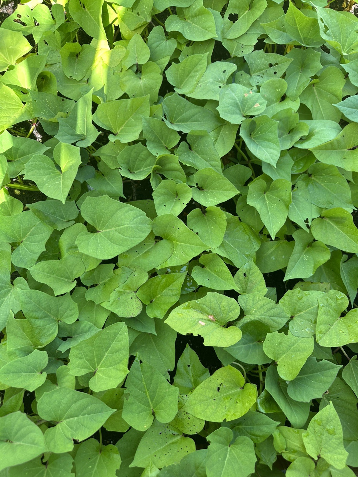 5 RootedPurple Molokai Sweet Potato Plant In a Cup Molokai Sweet Potato Plant