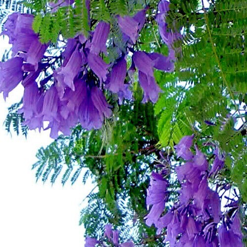 Jacaranda Fern Tree Seeds (Mimosifolia acutifolia) Tropical Blue Flowers Plant