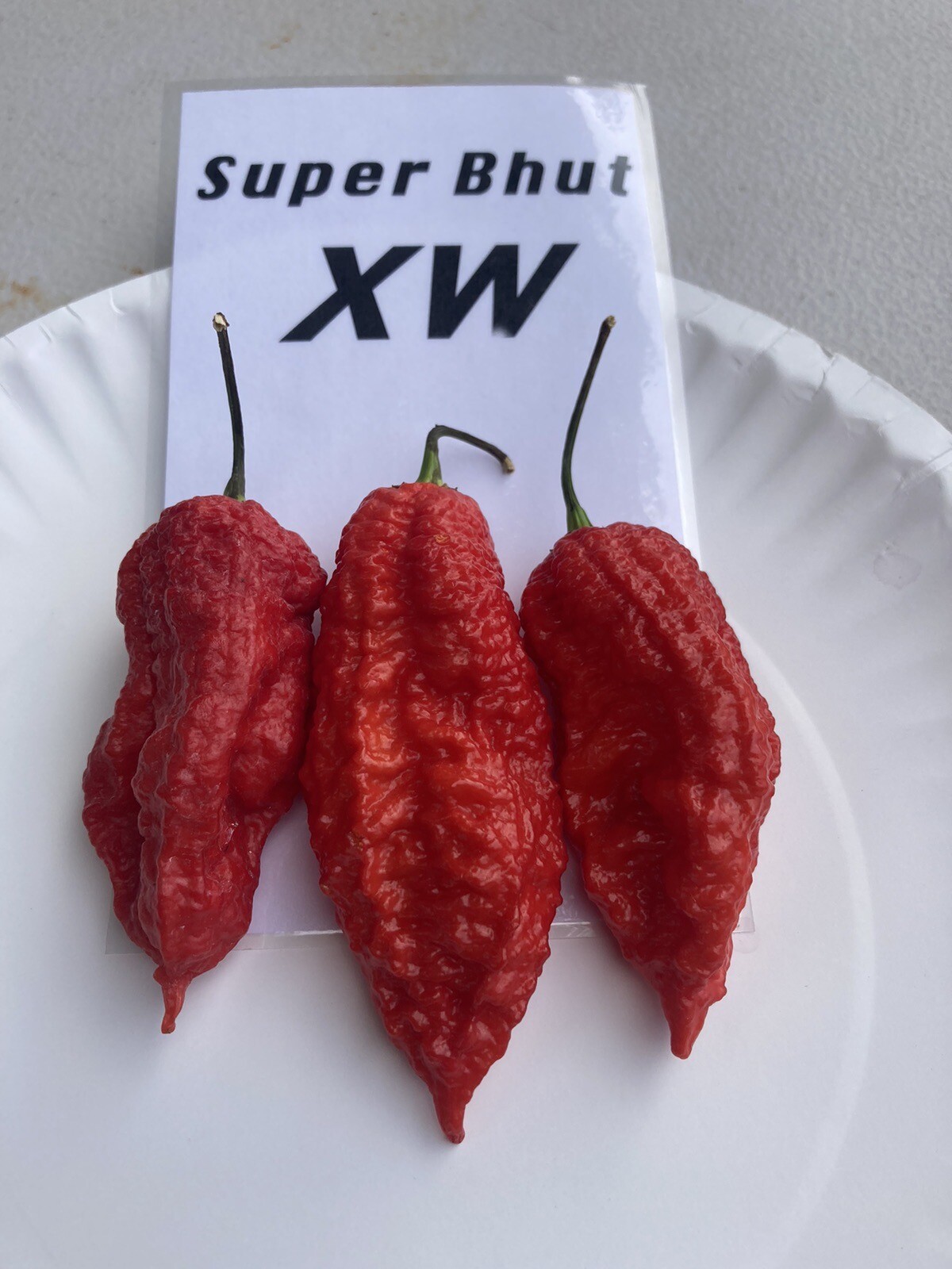 Super Bhut Jolokia XW Ghost Pepper Seeds 15+ Per Pack