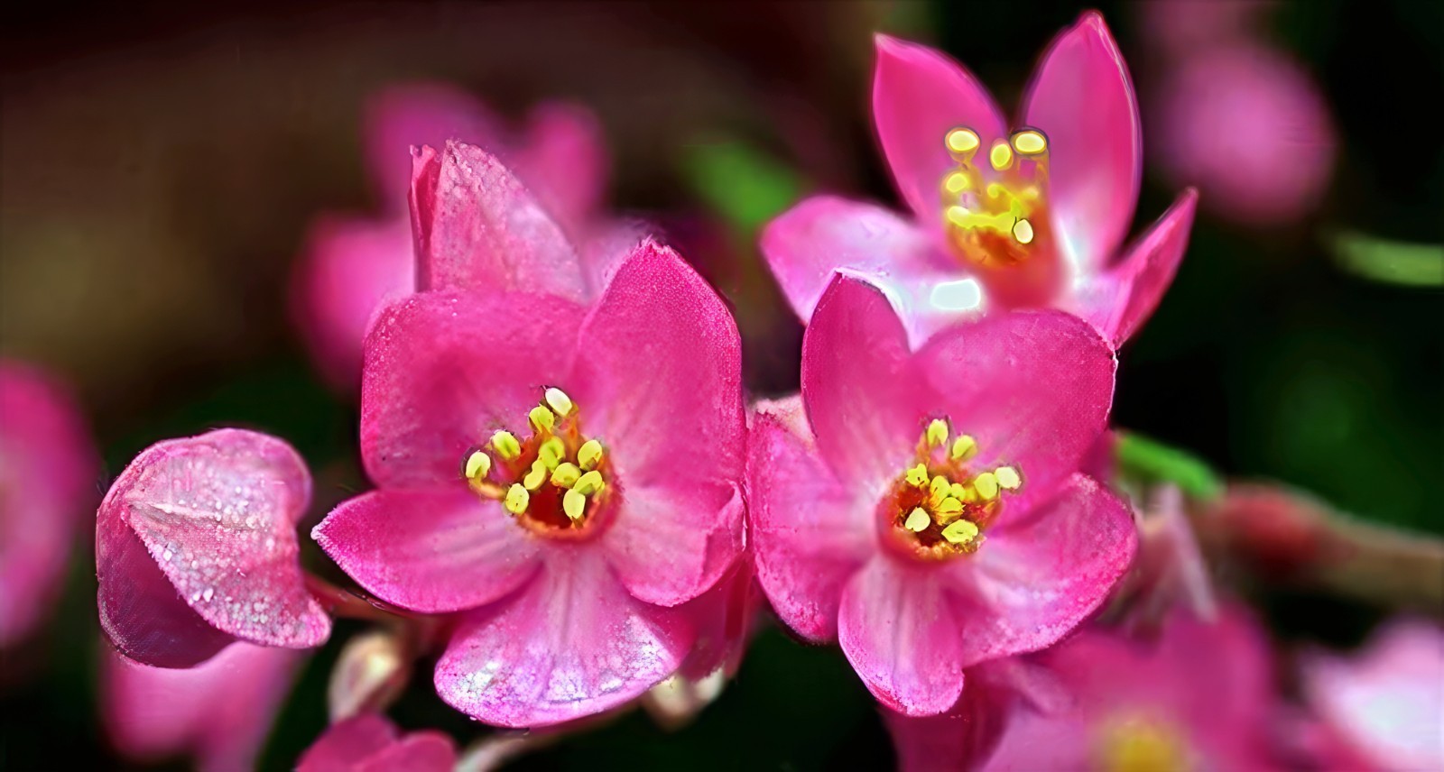 CORAL VINE SEEDS (Antigonon Leptopus) Mexican Creeper Chain of Love Pink Flower