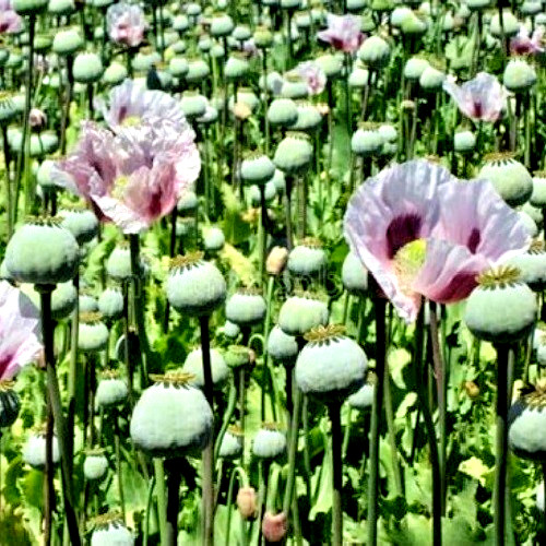 20,000 Organic, Untreated Tasmanian Papever Somniferum Poppy Seeds for Planting