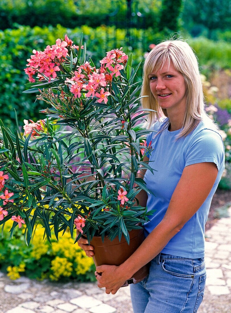 Oleander Nerium Salmon Pink new color seeds Plumeria-form