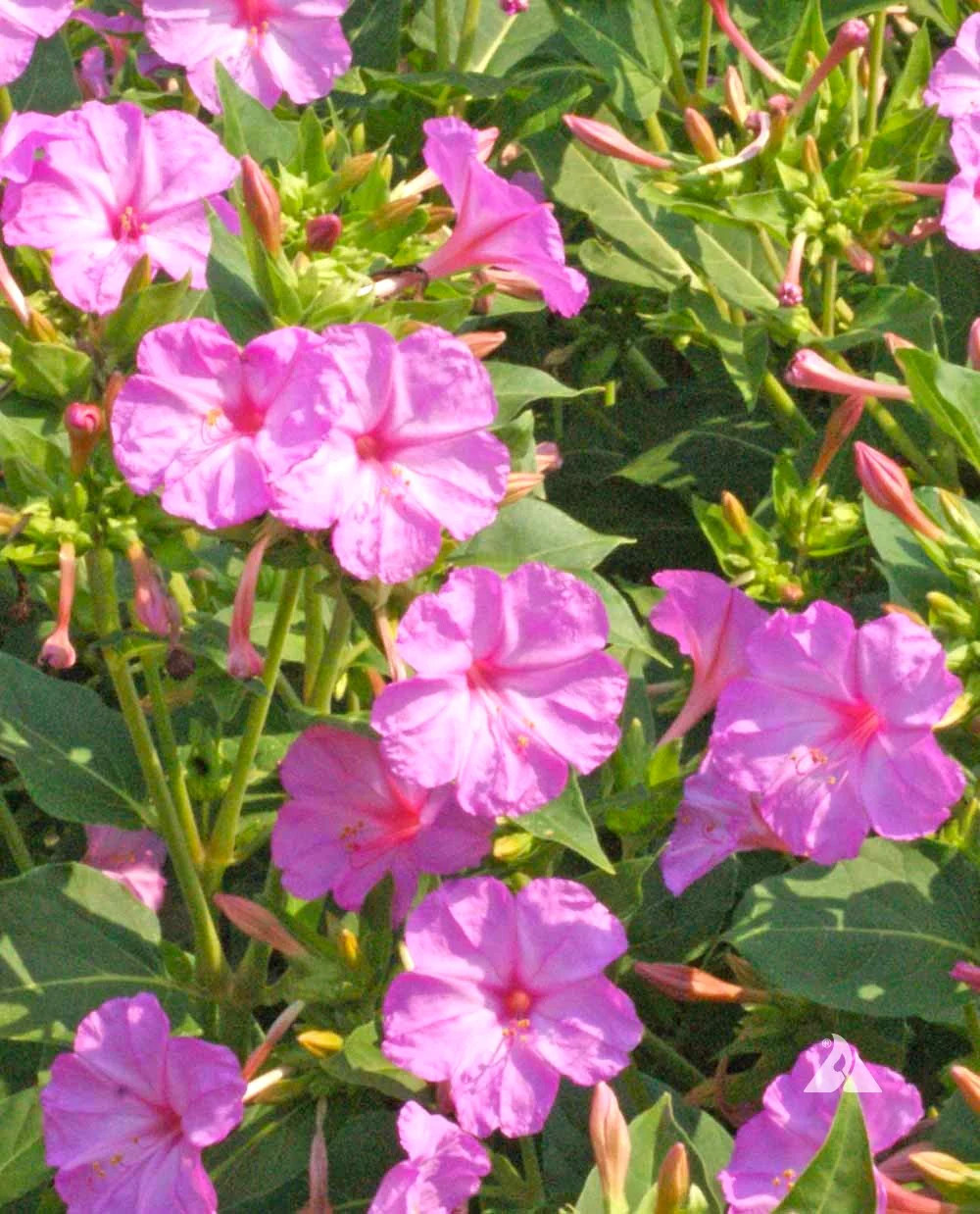 Baby Pink Four O’ Clock Seeds | Mirabilis Marvel Light Violet Flower Seed 2025