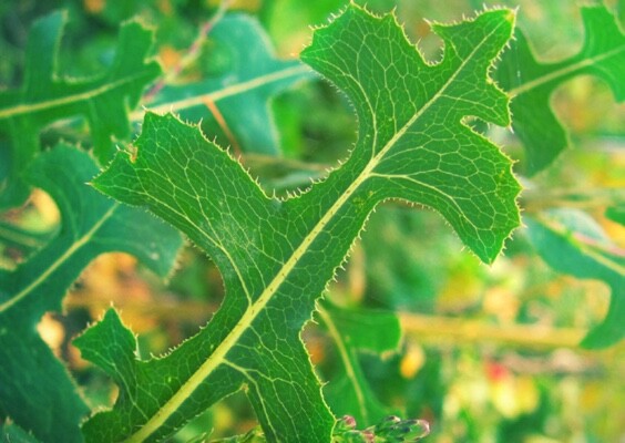 Wild Prickly Lettuce SEEDS Lactuca Serriola Medicinal*Pain/Withdrawal~100% Clean